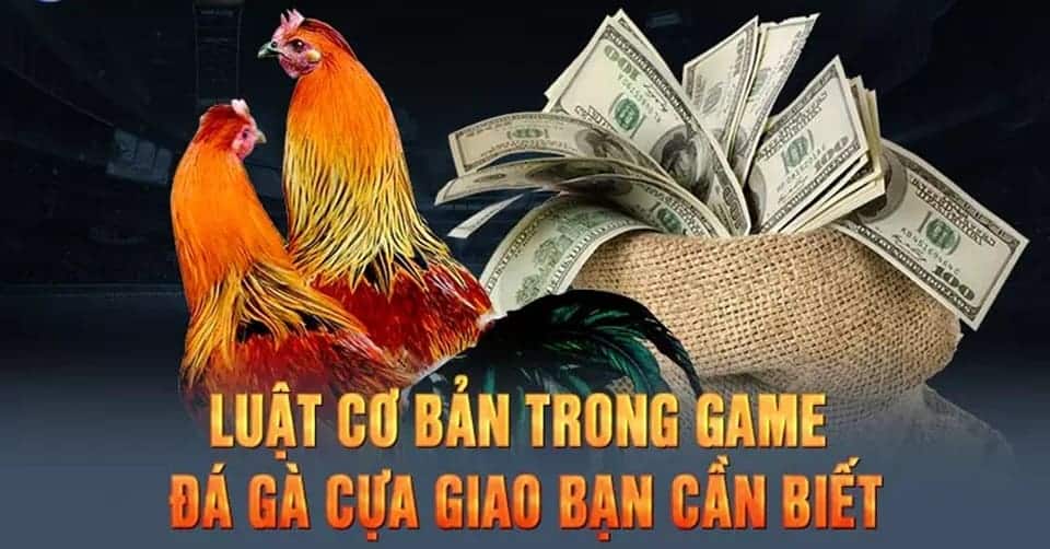 Luật chơi cơ bản của hình thức chọi gà cựa dao